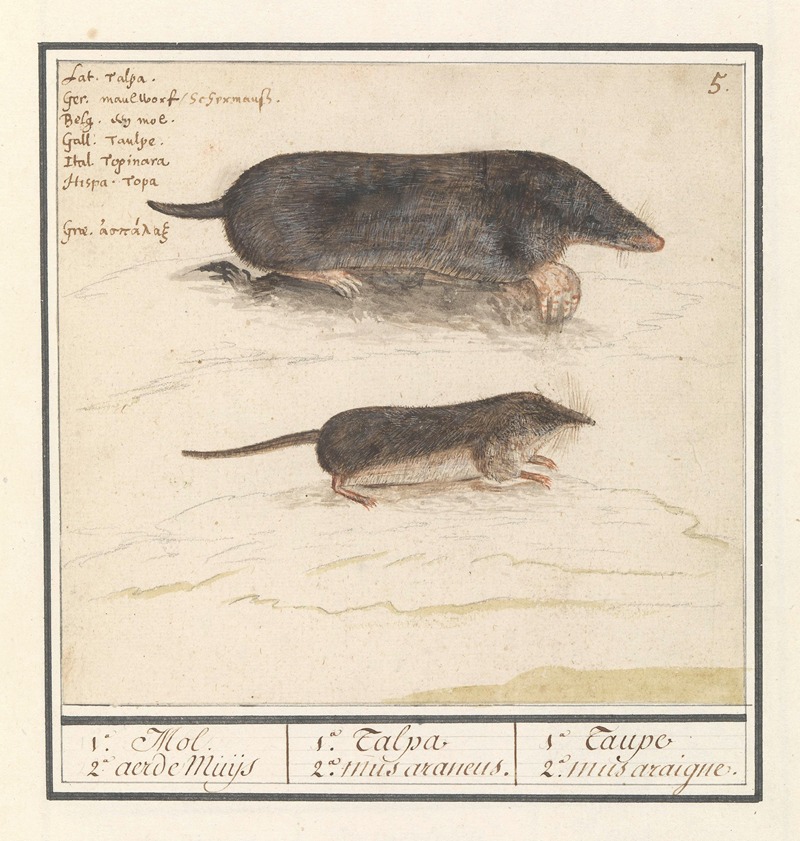 Anselmus Boëtius de Boodt - Mol (Talpa europaea) en spitsmuis (Soricidae) 1a. Mol 2a. aerde Muijs