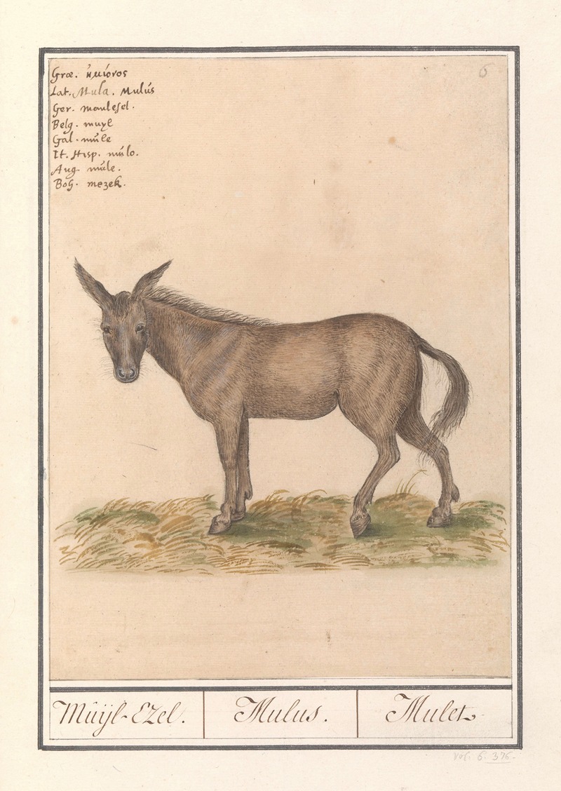 Anselmus Boëtius de Boodt - Muilezel (Equus mulus) Muijl-Ezel. Mulus. Mulet