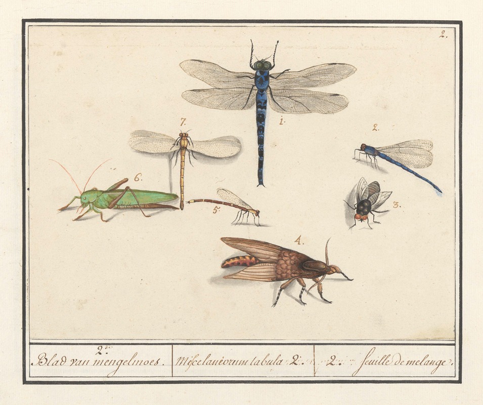 Anselmus Boëtius de Boodt - Natuurhistorische ensemble (nr. 2) 2. Blad van mengelmoes Miscelaniorum tabula 2. 2. feuille de melange