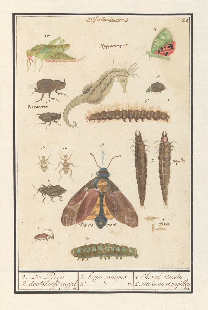 Anselmus Boëtius de Boodt - Natuurhistorische ensemble (nr. 20) 1. Zee Peerd. 2. doodshoofd cappel