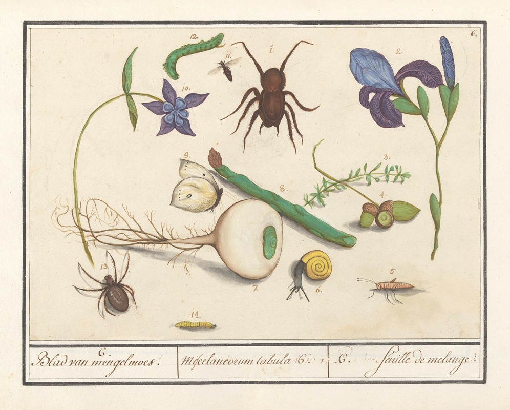 Anselmus Boëtius de Boodt - Natuurhistorische ensemble (nr. 6) 6. Blad van mengelmoes Miscelaniorum tabula 6. 6. feuille de melange