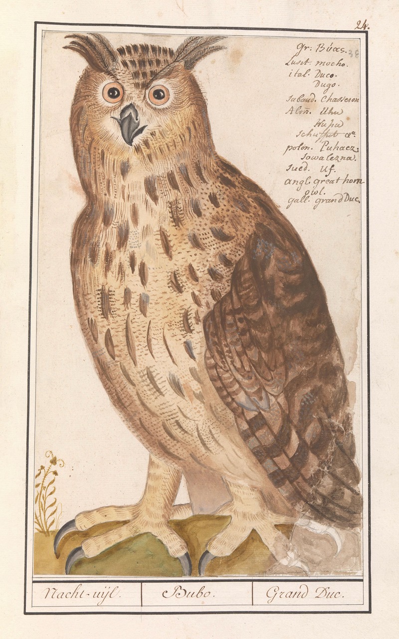 Anselmus Boëtius de Boodt - Oehoe (Bubo bubo) Nacht-uijl. Bubo. Grand Duc