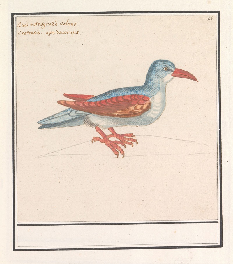 Anselmus Boëtius de Boodt - Onbekende vogel