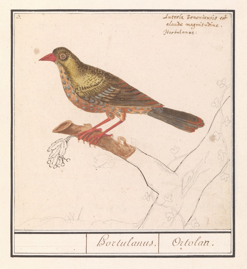 Anselmus Boëtius de Boodt - Ortolaan (Emberiza hortulana)