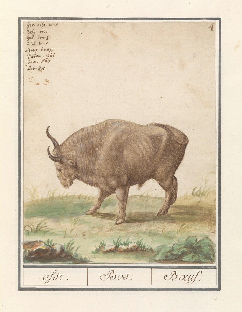 Anselmus Boëtius de Boodt - Os (Bos taurus) osse. Bos. Boeuf.