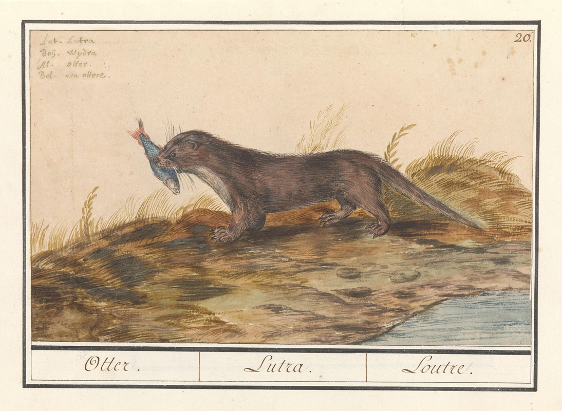 Anselmus Boëtius de Boodt - Otter (Lutra lutra) Otter. Lutra. Loutre.