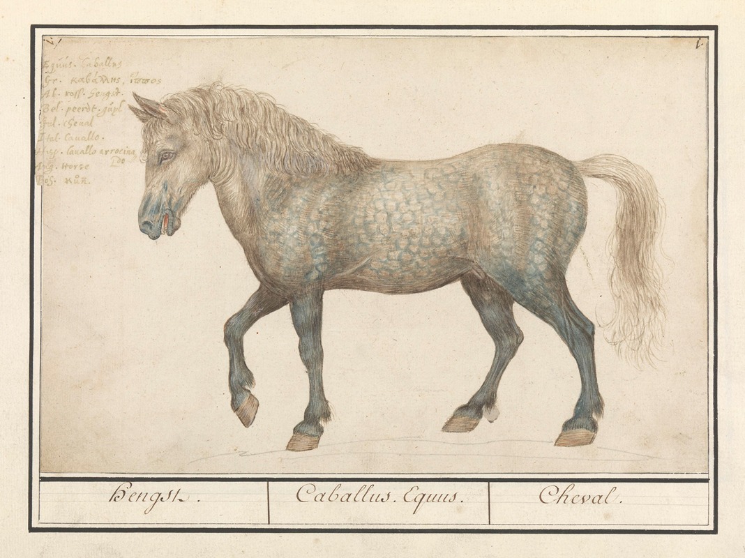 Anselmus Boëtius de Boodt - Paard (Equus ferus caballus) Hengst. Caballus Equus. Cheval.