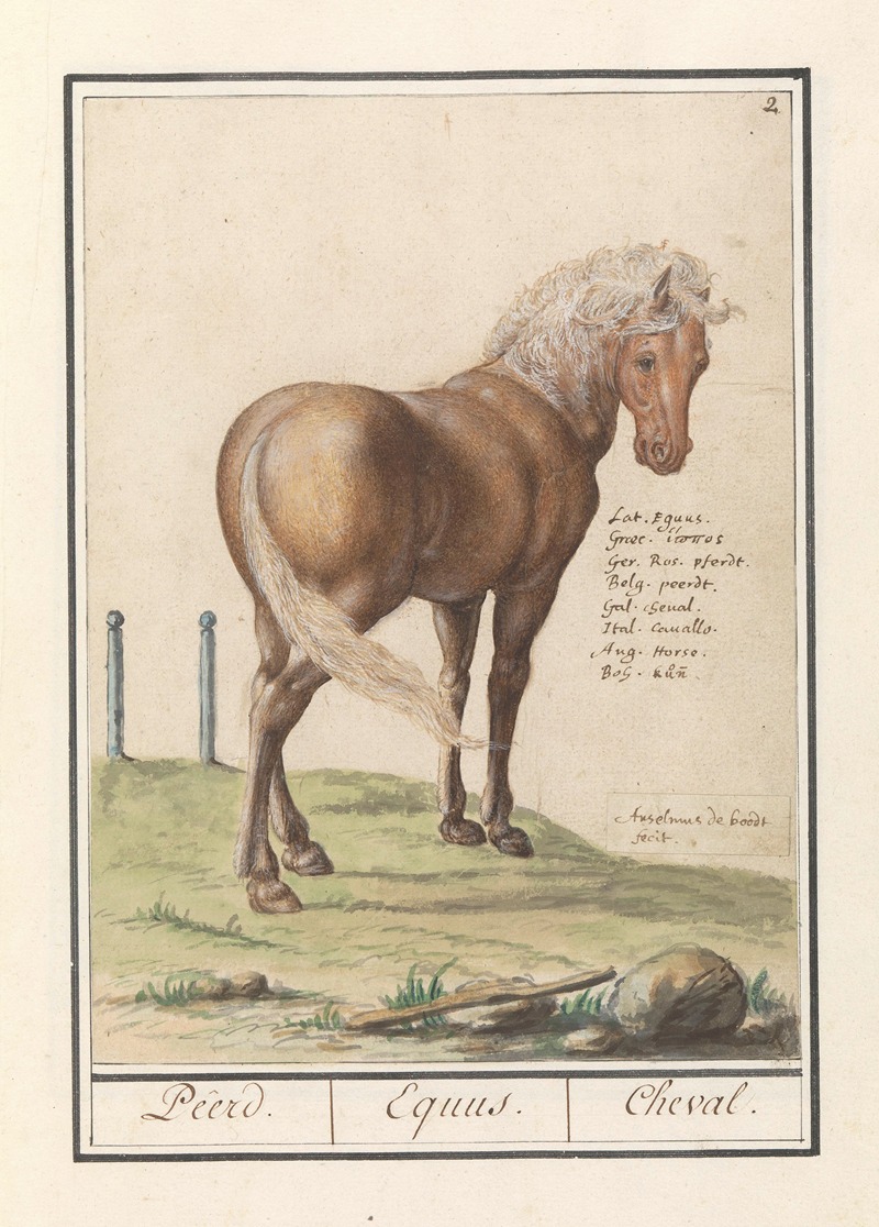 Anselmus Boëtius de Boodt - Paard (Equus ferus caballus) Peerd. Equus. Cheval.