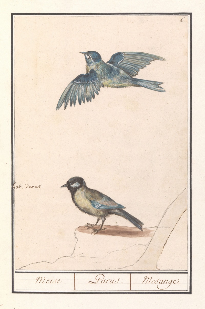 Anselmus Boëtius de Boodt - Pimpelmees (Cyanistes caeruleus) en koolmees (Parus major)