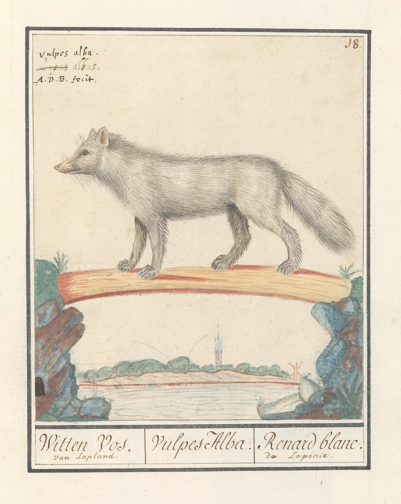 Anselmus Boëtius de Boodt - Poolvos (Vulpes lagopus) Witten Vos. Vulpes Alba. Renard blanc. de Laponie