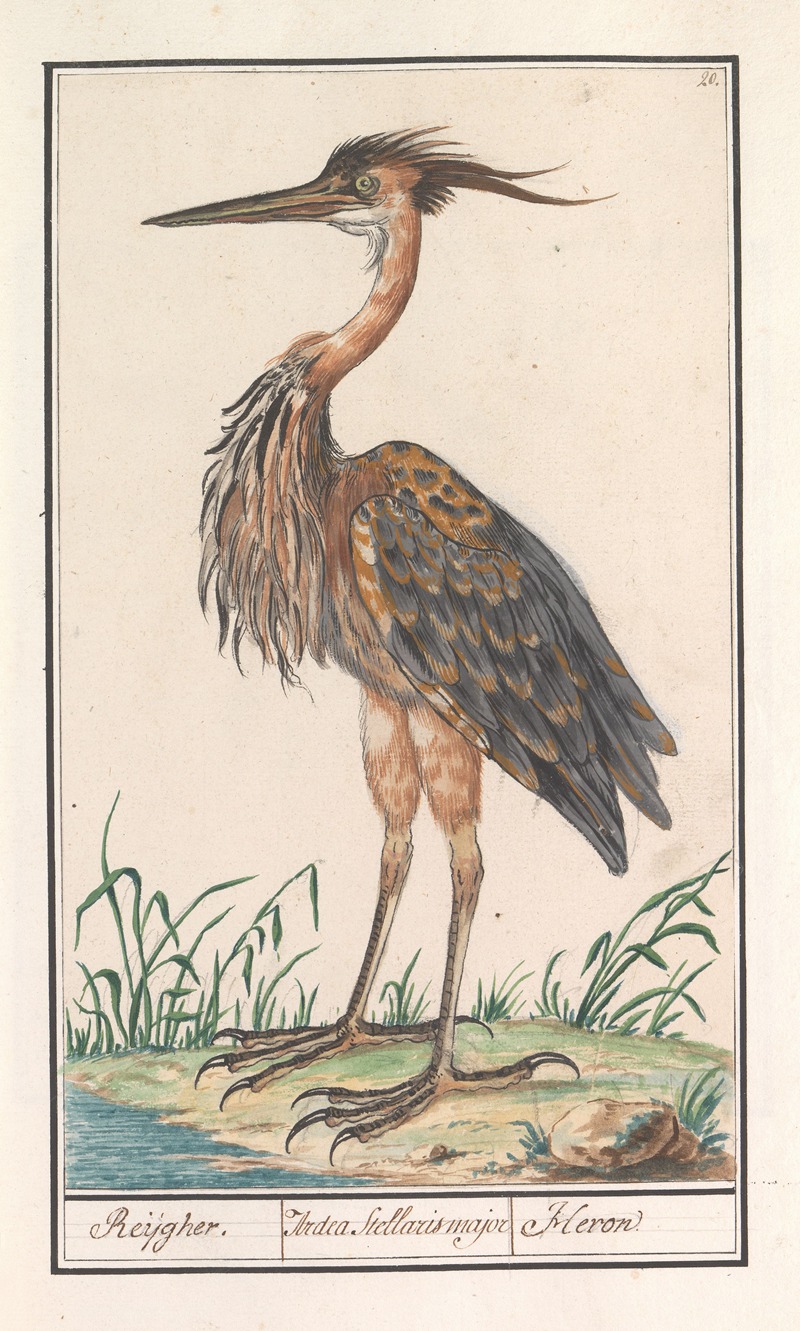 Anselmus Boëtius de Boodt - Purperreiger (Ardea purpurea)