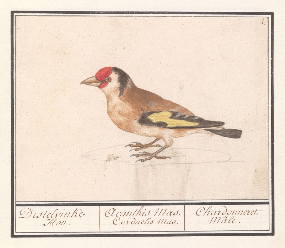 Anselmus Boëtius de Boodt - Putter of distelvink (Carduelis carduelis).