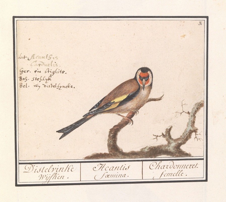 Anselmus Boëtius de Boodt - Putter of distelvink (Carduelis carduelis)