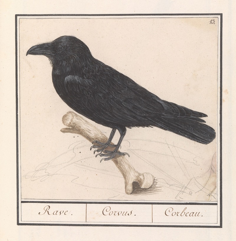 Anselmus Boëtius de Boodt - Raaf (Corvus corax)