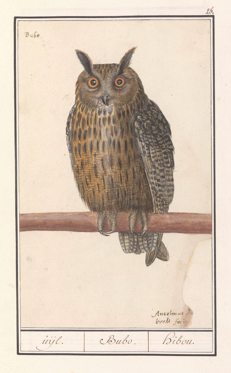 Anselmus Boëtius de Boodt - Ransuil (Asio otus) uijl. Bubo. hibou