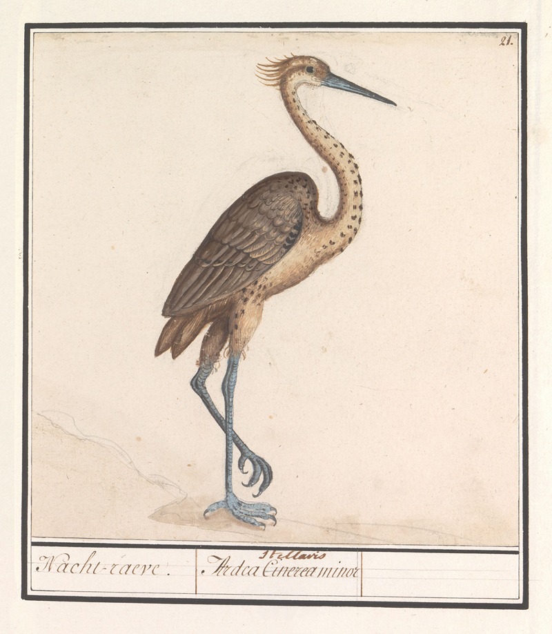 Anselmus Boëtius de Boodt - Reiger (Ardea)