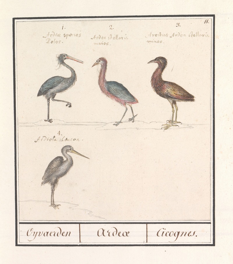 Anselmus Boëtius de Boodt - Reigers (Ardeidae)