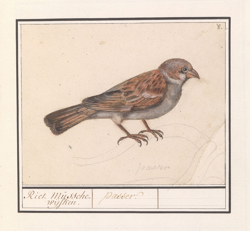 Anselmus Boëtius de Boodt - Rietgors (Emberiza schoeniclus)