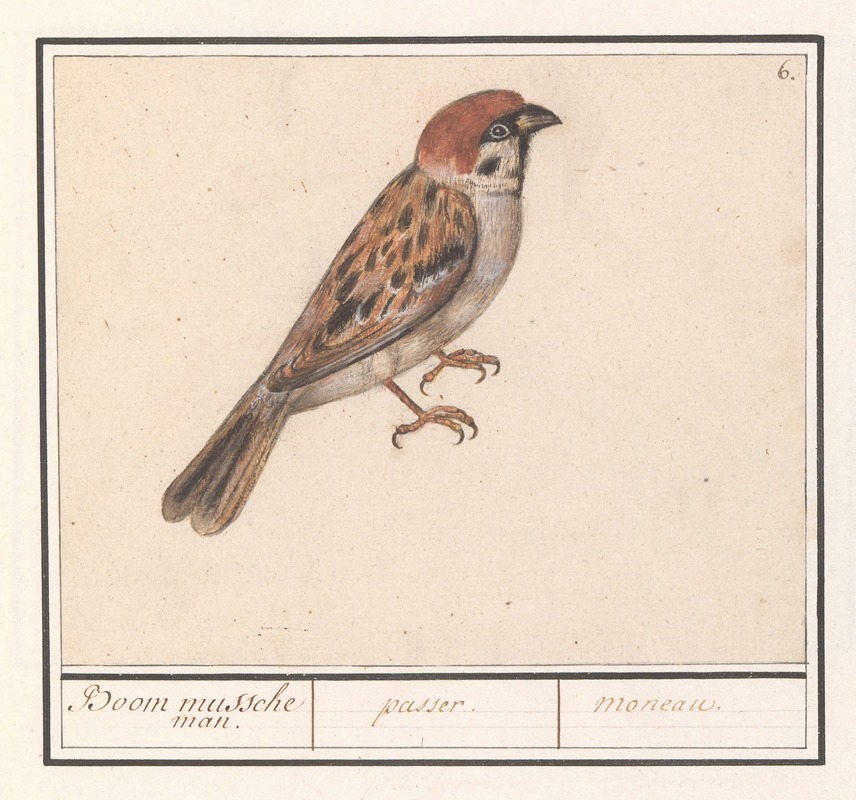 Anselmus Boëtius de Boodt - Ringmus (Passer montanus).