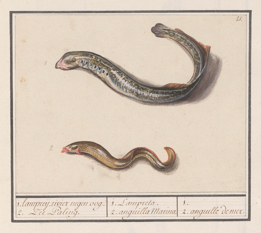 Anselmus Boëtius de Boodt - Rivierprik (Lampetra fluviatilis) en zeepaling (Congridae) 1. lampreij. rivier negen oog. 2. Zee Paling