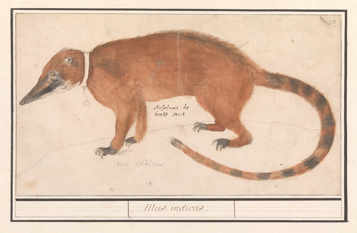 Anselmus Boëtius de Boodt - Rode neusbeer of coatimundi (Nasua nasua) Mus indicus