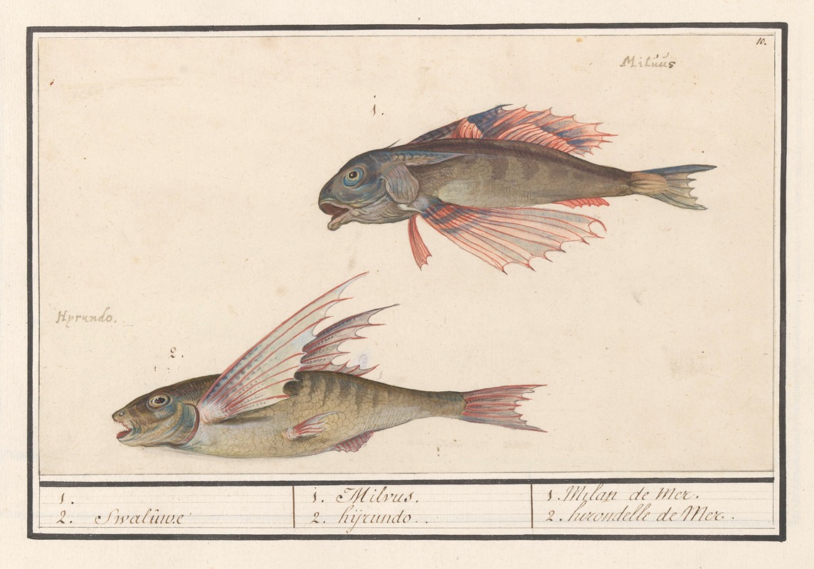 Anselmus Boëtius de Boodt - Rode poon (Chelidonichthys lucerna) en vliegende vis (Exocoetidae) 1. 2. Swaluwe 1. Milvus 2. hyrundo.