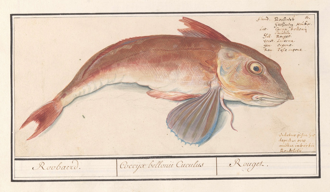 Anselmus Boëtius de Boodt - Rode poon (Chelidonichthys lucerna) Roobaerd. Coccyx bellonii Cuculus Rouget