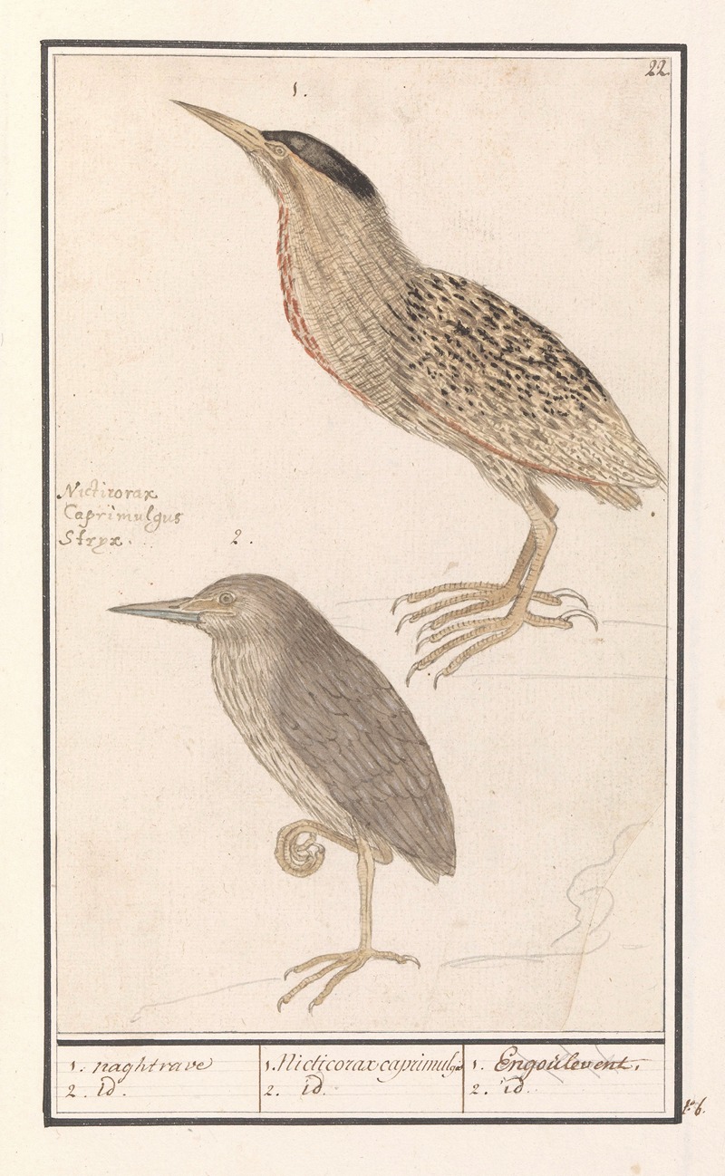 Anselmus Boëtius de Boodt - Roerdomp (Botaurus stellaris) 1. naghtrave 2. id. 1. Nicticorax caprimulg. 2. id. Engoulevent. 2. id.