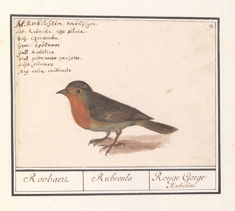 Anselmus Boëtius de Boodt - Roodborst (Erithacus rubecula)