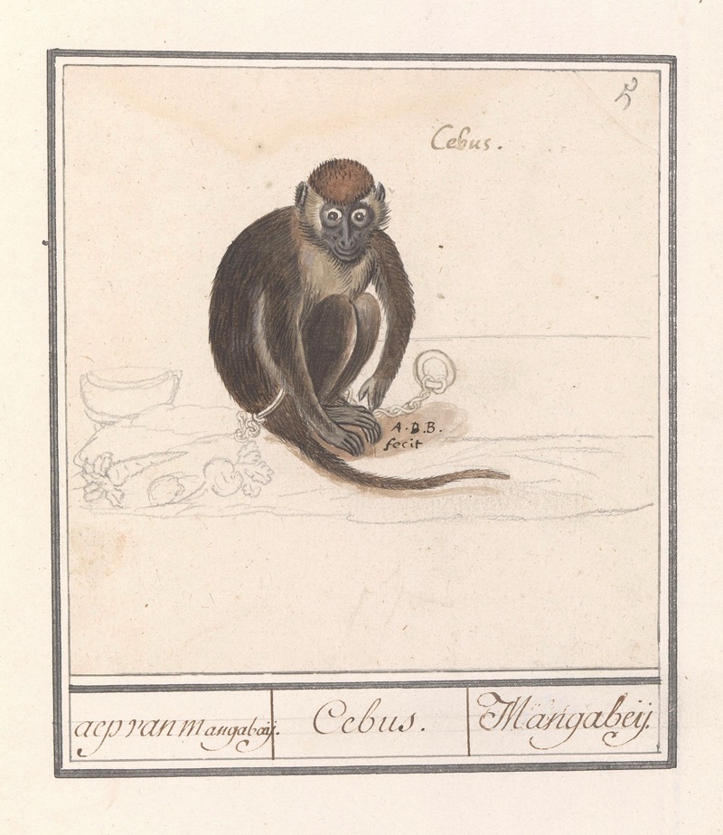 Anselmus Boëtius de Boodt - Roodkopmangabey (Cercocebus torquatus) aep van Mangabaij. Cebus. Mangabeij.