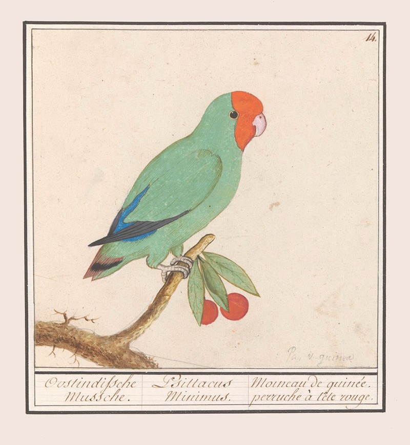 Anselmus Boëtius de Boodt - Roodmaskeragapornis (Agapornis pullarius) Oostindische Mussche. Psittacus Minimus.