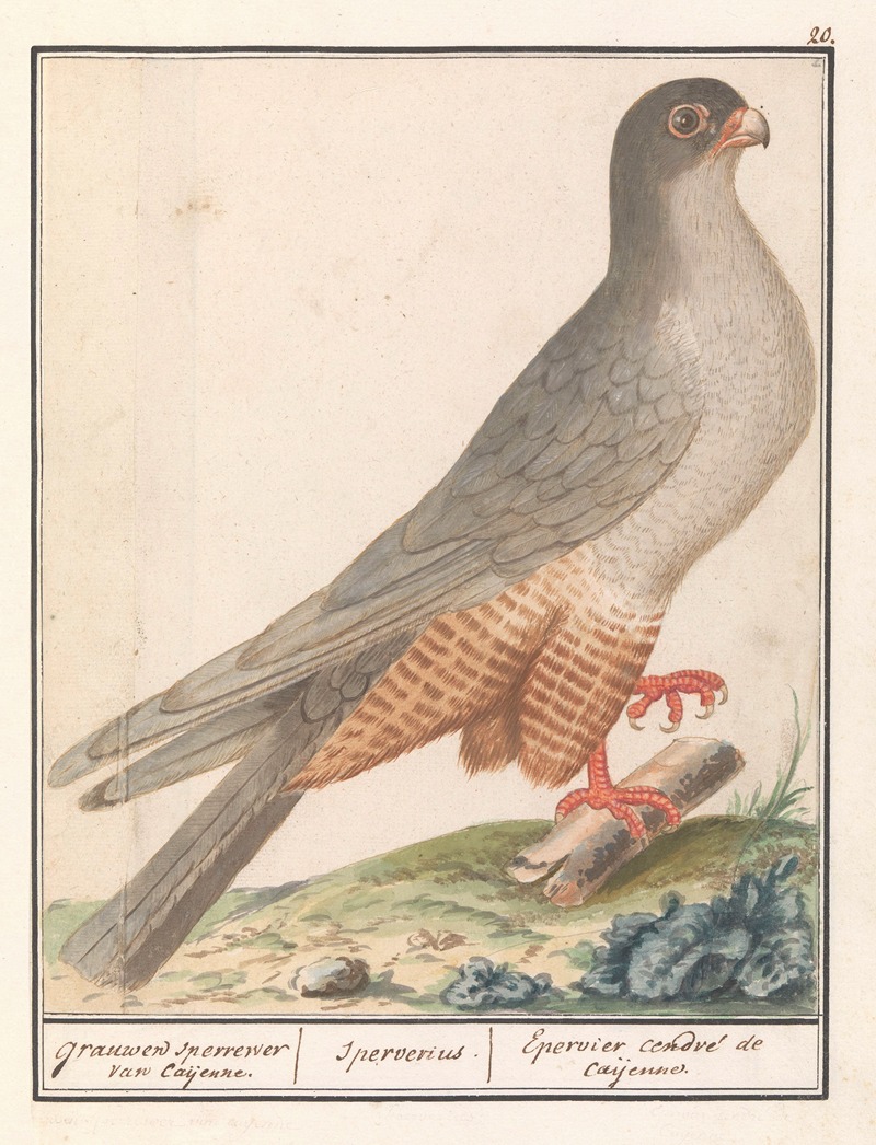 Anselmus Boëtius de Boodt - Roodpootvalk (Falco vespertinus) grauwen sperrewe van Caijenne. Sperverius. Epervier cendré de caijenne