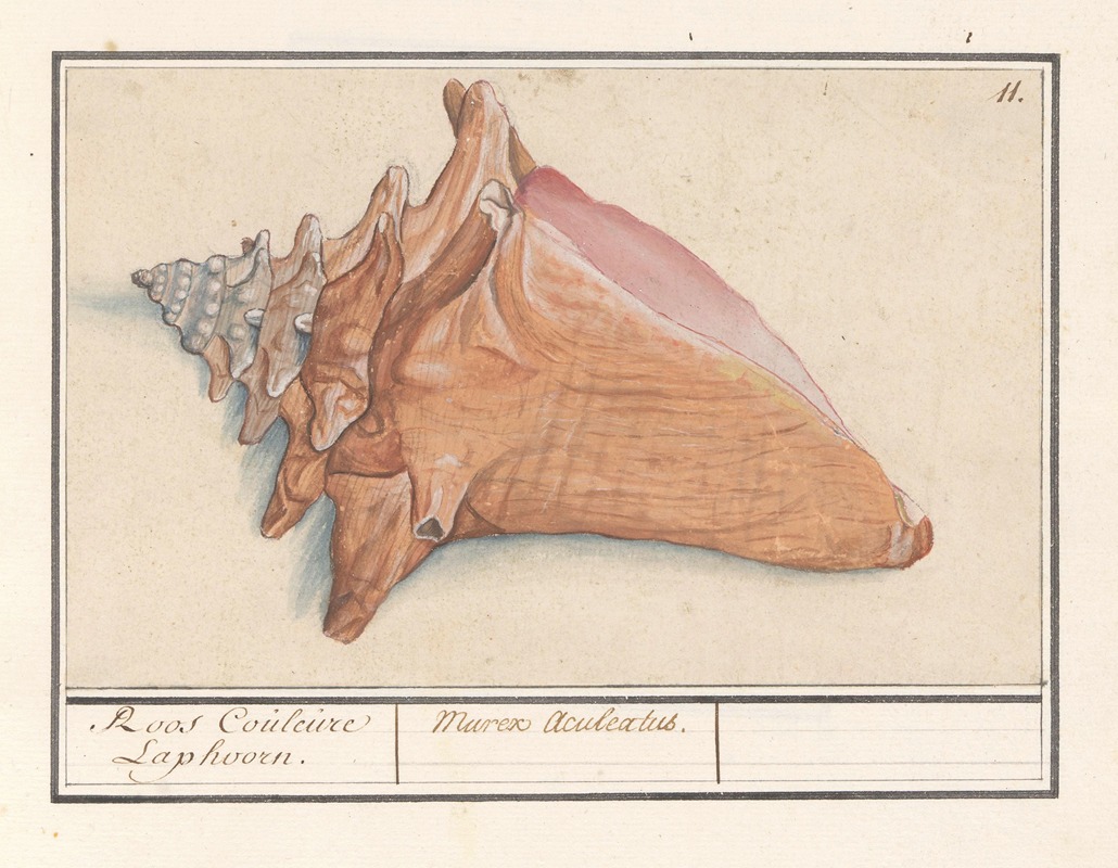 Anselmus Boëtius de Boodt - Roze vleugelhoorn (Strombus gigas) Roos Couleure Laphoorn. Murex Aculeatus.