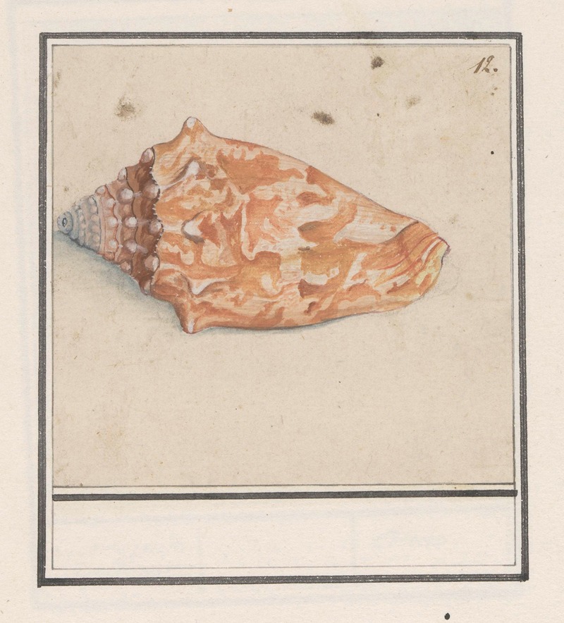 Anselmus Boëtius de Boodt - Roze vleugelhoorn (Strombus gigas)