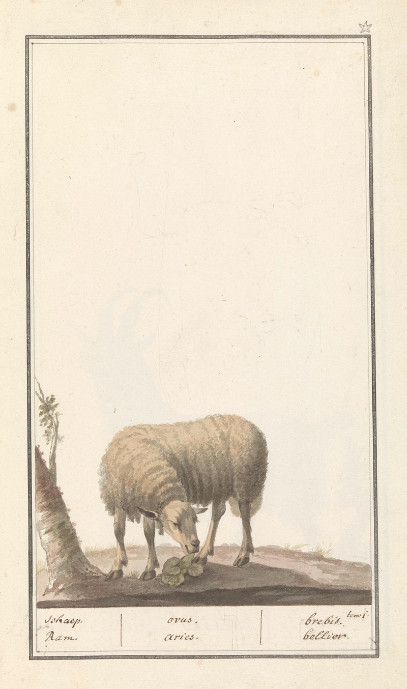 Anselmus Boëtius de Boodt - Schaap (Ovis aries) schaep. Ram. ovus. aries. brebis. bellier.