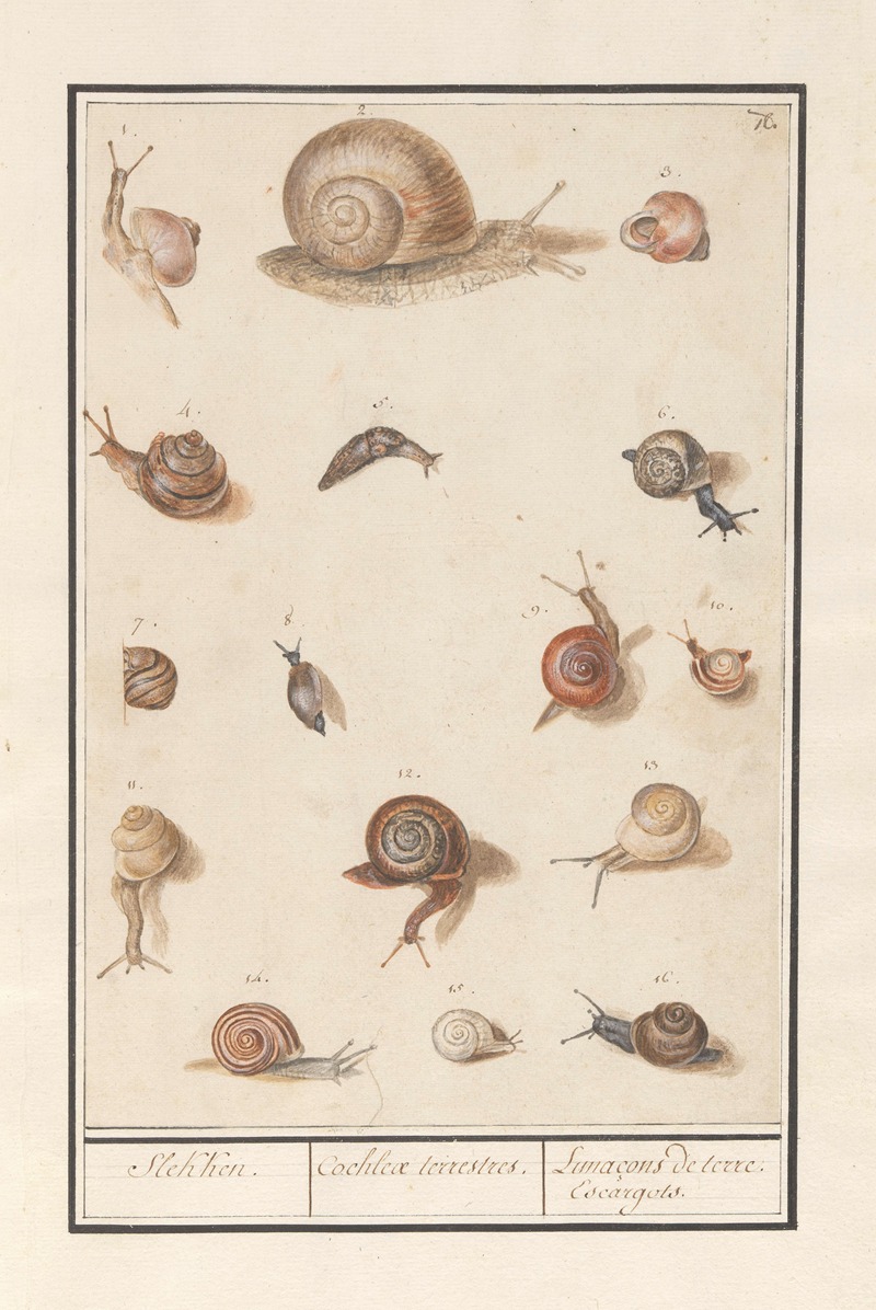 Anselmus Boëtius de Boodt - Slakken Slekken. Cochleae terrestres. Lunaçons de terre. Escargots.