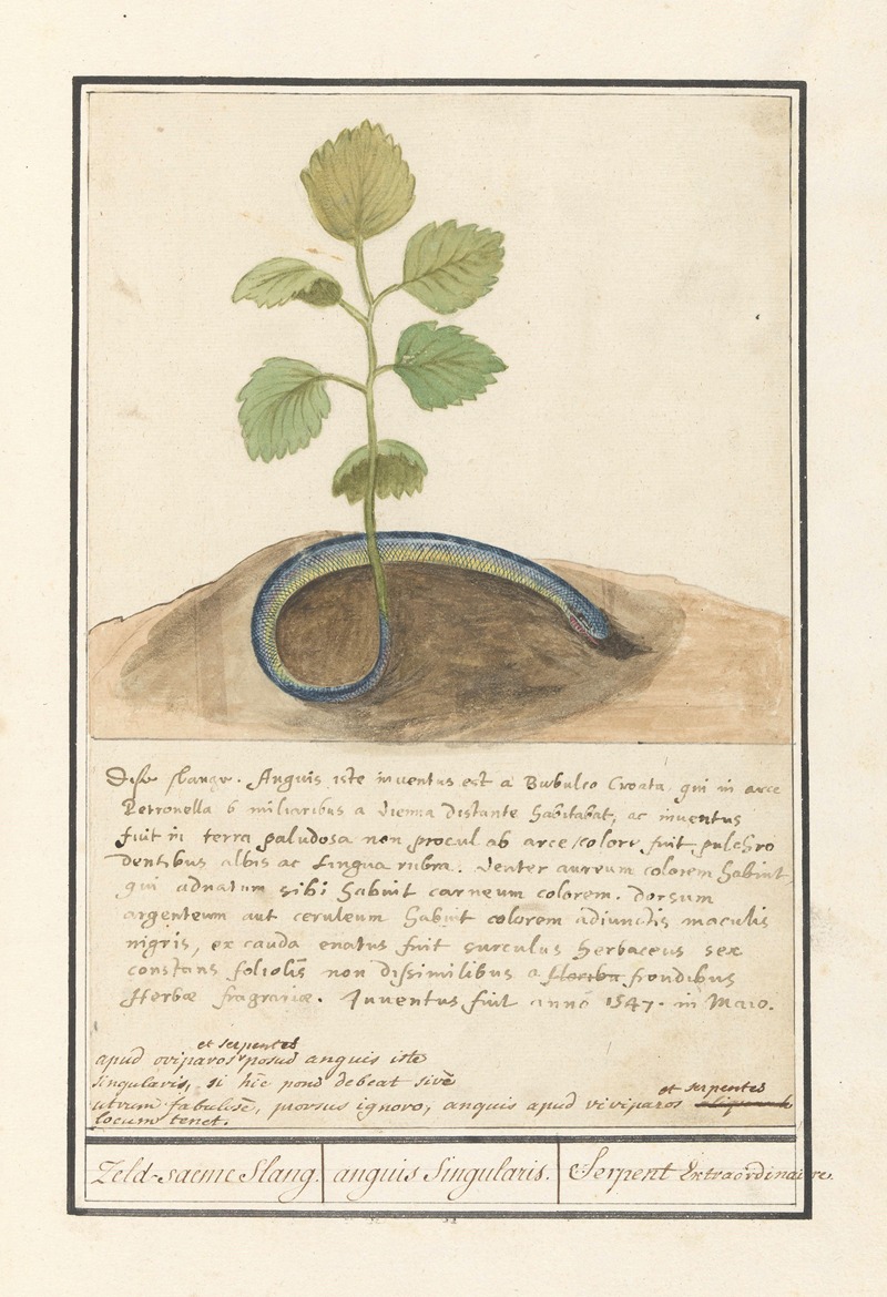 Anselmus Boëtius de Boodt - Slang met plantenstaart Zeld-saeme Slang. anguis Singularis. Serpent Extraordinaire