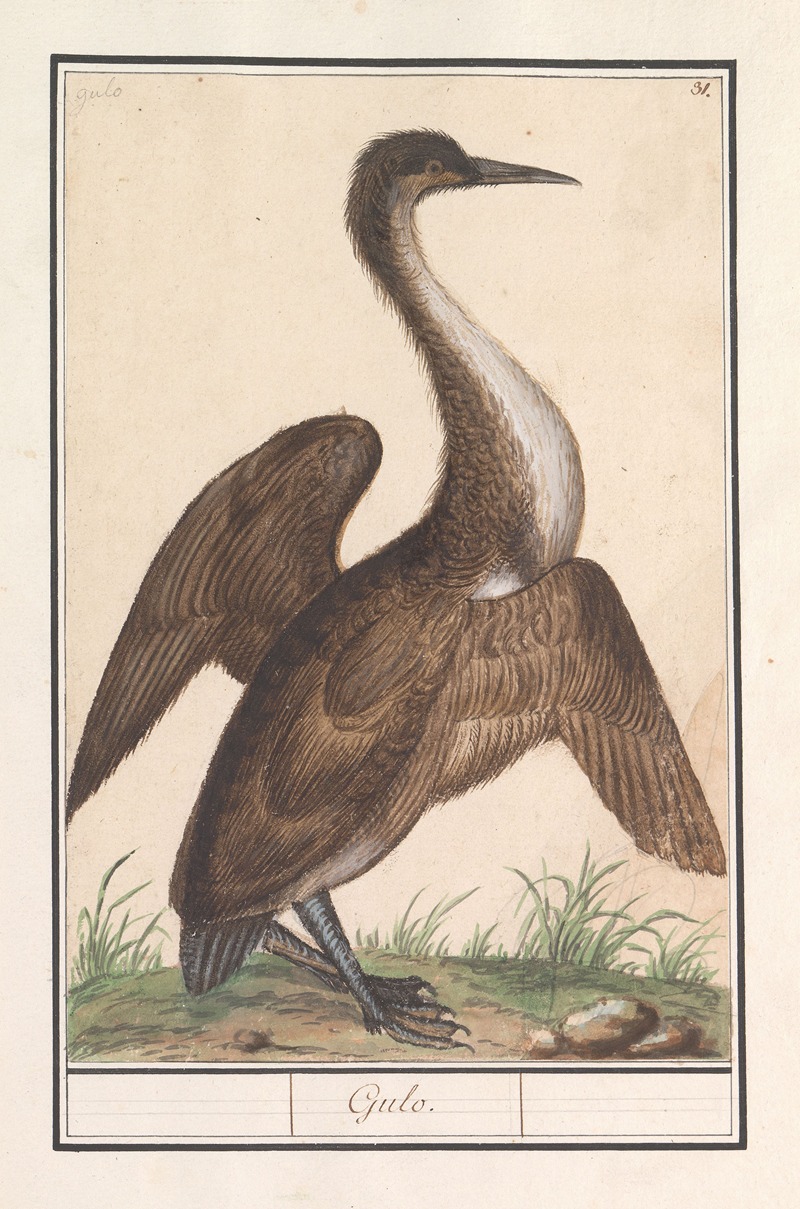 Anselmus Boëtius de Boodt - Slangenhalsvogel (Anhinga)