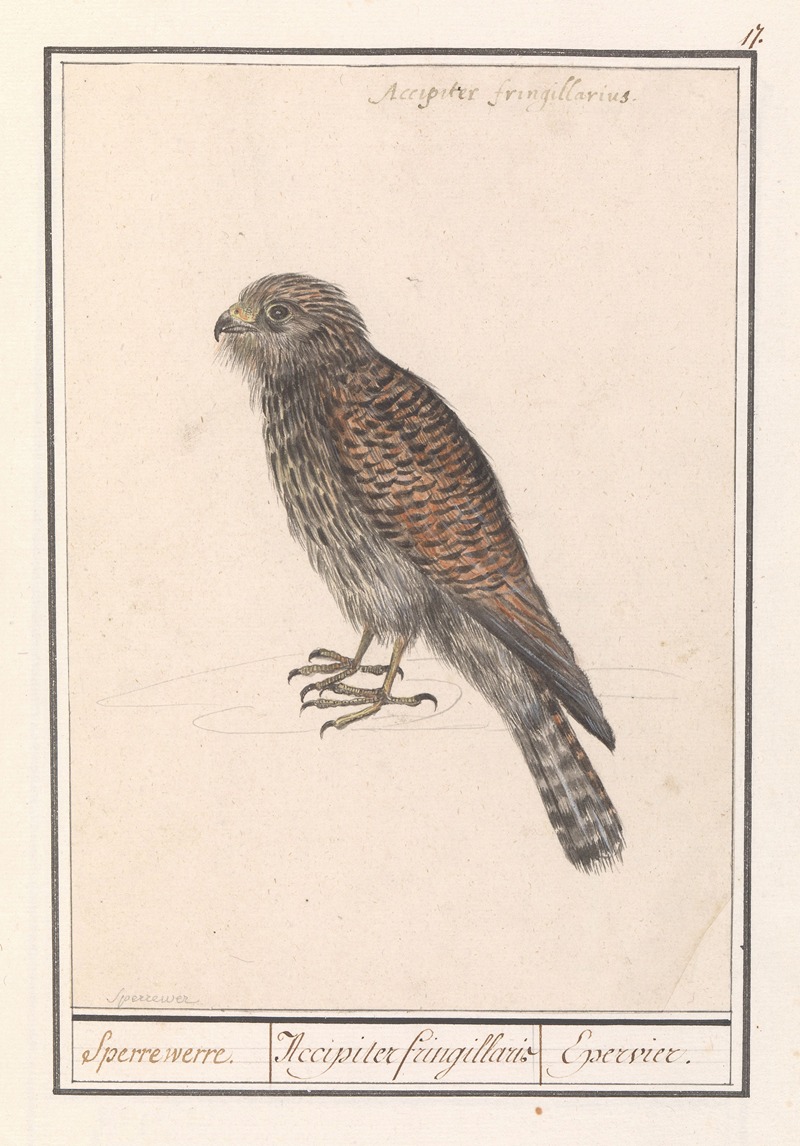 Anselmus Boëtius de Boodt - Smelleken (Falco columbarius)