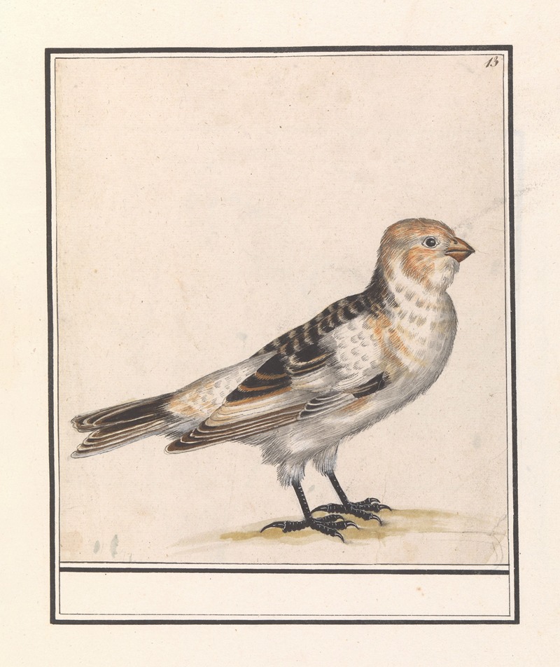 Anselmus Boëtius de Boodt - Sneeuwgors (Plectrophenax nivalis)