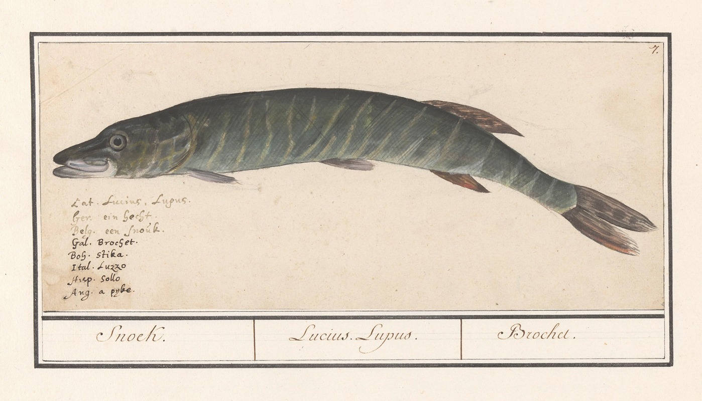 Anselmus Boëtius de Boodt - Snoek (Esox lucius) Snoek. Lucius Lupus. Brochet.