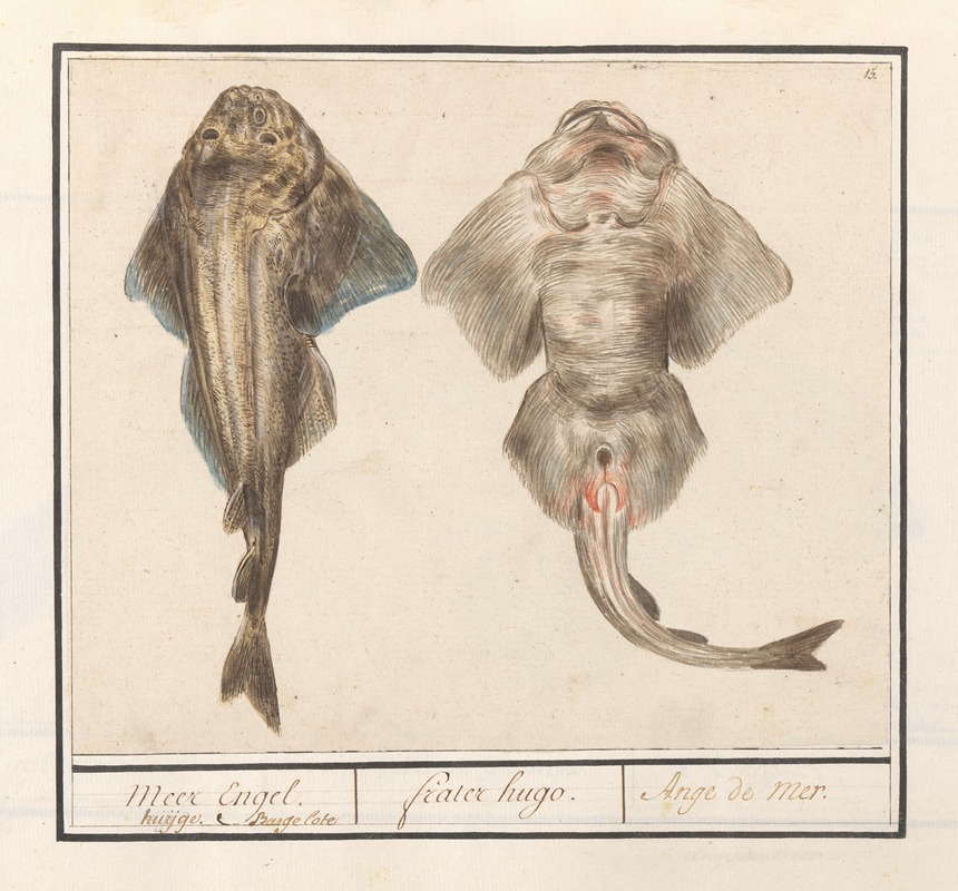 Anselmus Boëtius de Boodt - Squatina of vioolrog (Rhinobatidae) Meer Engel. huijge Bargelote frater hugo. Ange de mer