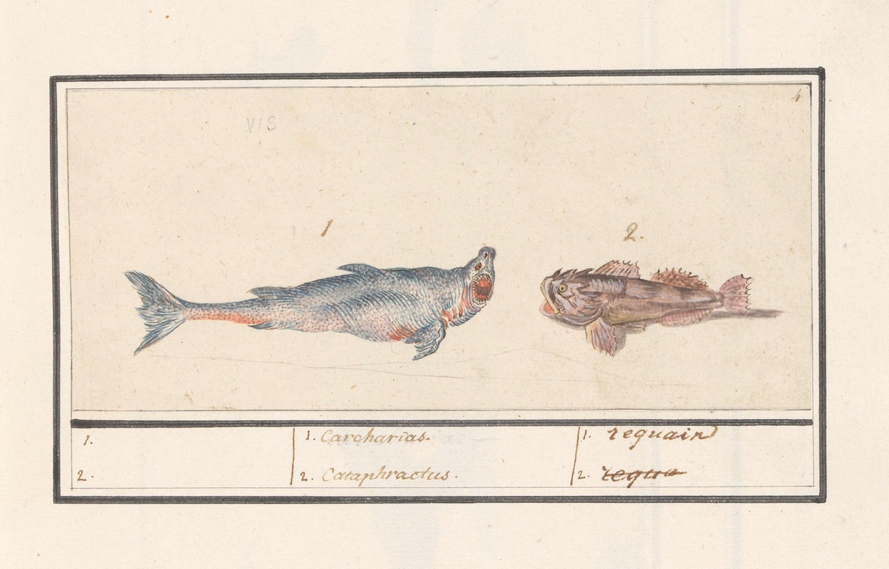 Anselmus Boëtius de Boodt - Tijgerhaai (Carcharias) en een schorpioenvis (Scorpaenidae) 1. Carcharias. 2. Cataphractus. 1. requain