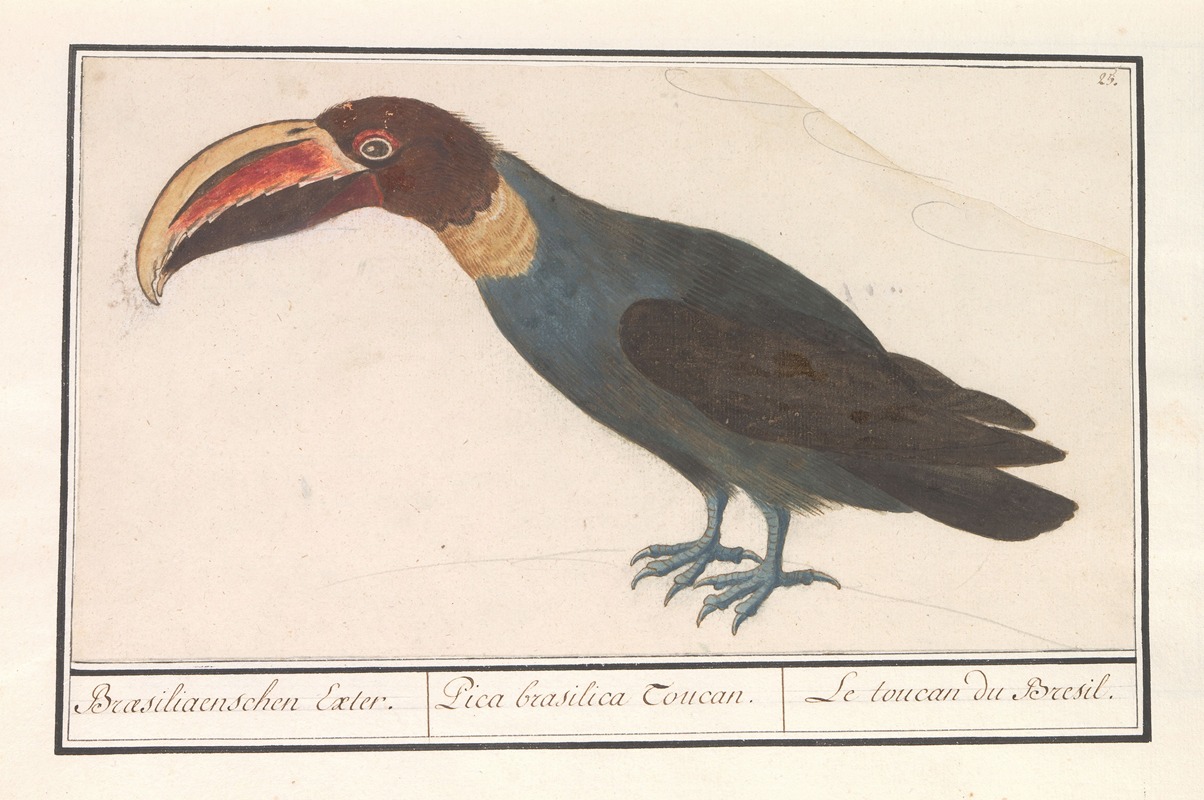 Anselmus Boëtius de Boodt - Toekan (Ramphastos)