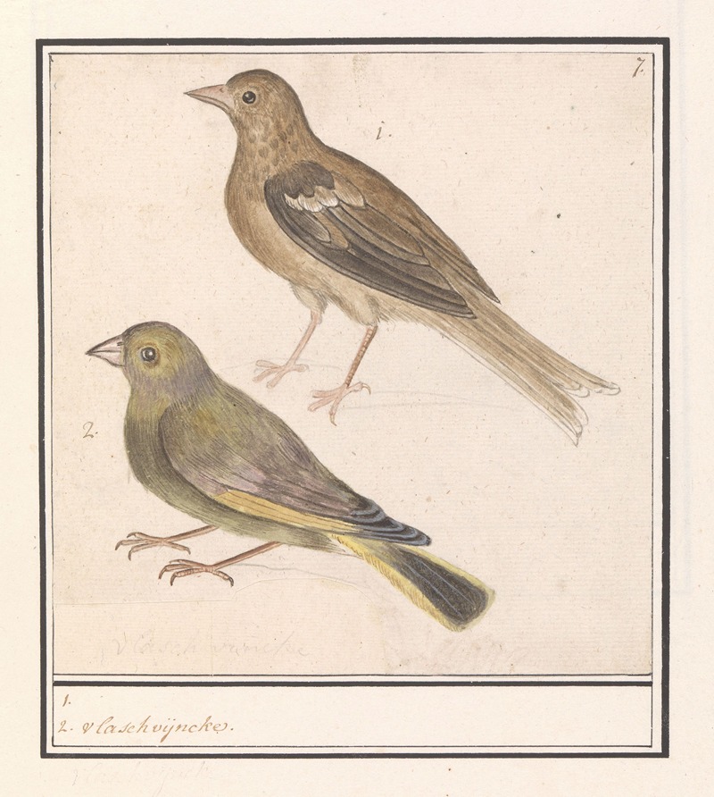 Anselmus Boëtius de Boodt - Twee groenlingen (Carduelis chloris)