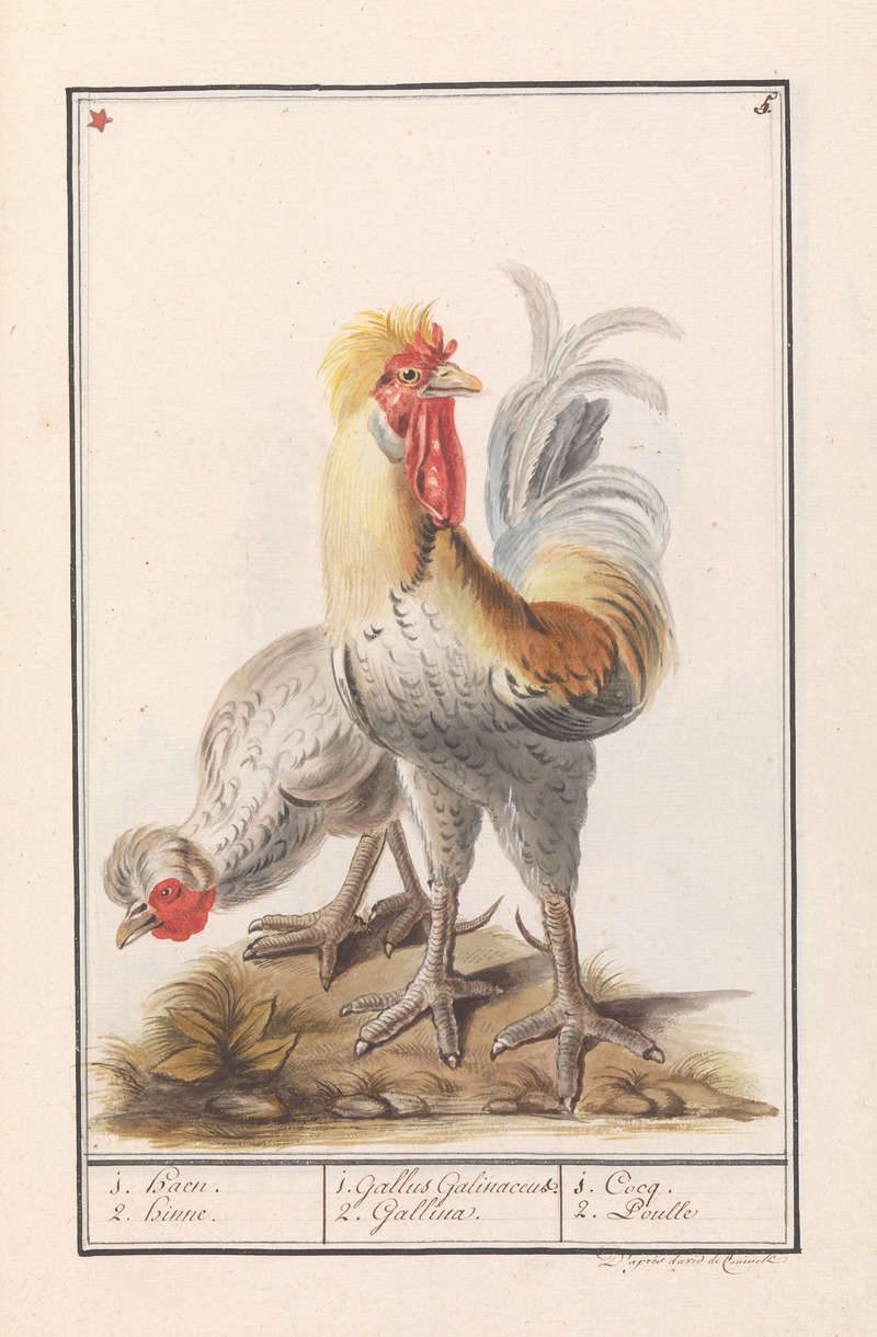 Anselmus Boëtius de Boodt - Twee kippen (Gallus gallus domesticus).