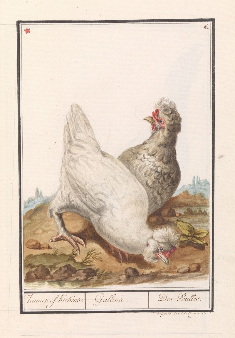 Anselmus Boëtius de Boodt - Twee kippen (Gallus gallus domesticus)