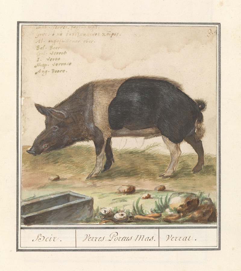 Anselmus Boëtius de Boodt - Varken (Sus scrofa domesticus) Beir. Verres. Porcus Mas. Verrat