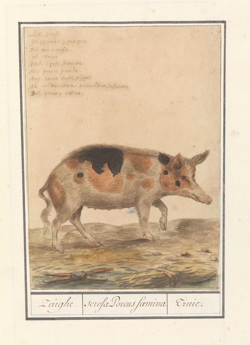 Anselmus Boëtius de Boodt - Varken (Sus scrofa domesticus) Zeughe. scrofa Porcus faemina. Truie