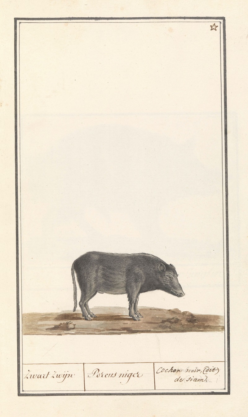 Anselmus Boëtius de Boodt - Varken (Sus scrofa domesticus) Zwart zwijn Porcus niger Cochon noir, (dit) de siam